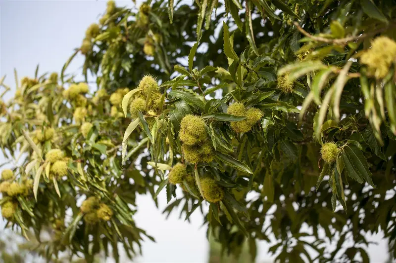 castanea sativa (150-175 cm) - afbeelding 3