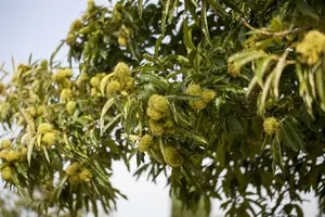 castanea sativa (150-175 cm) - afbeelding 3