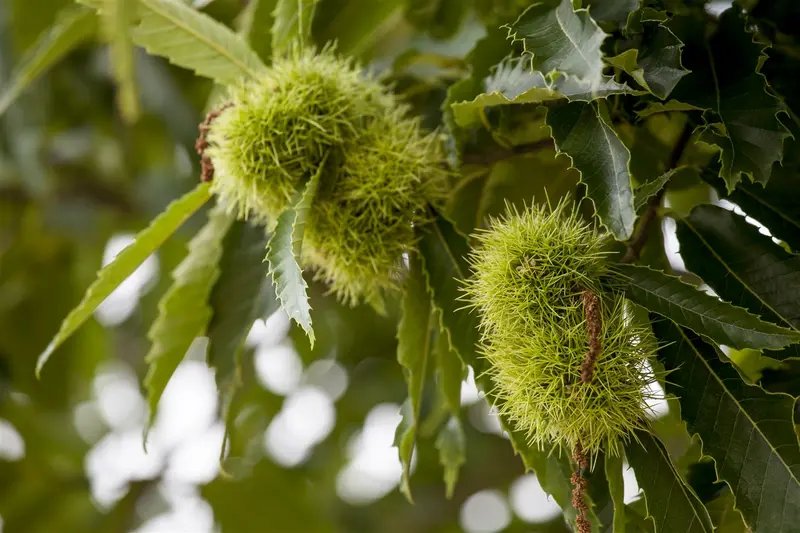 castanea sativa (150-175 cm) - afbeelding 5