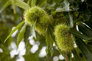 castanea sativa (150-175 cm) - afbeelding 5