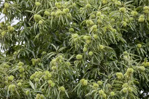 Castanea sativa 90-120   BW - afbeelding 4