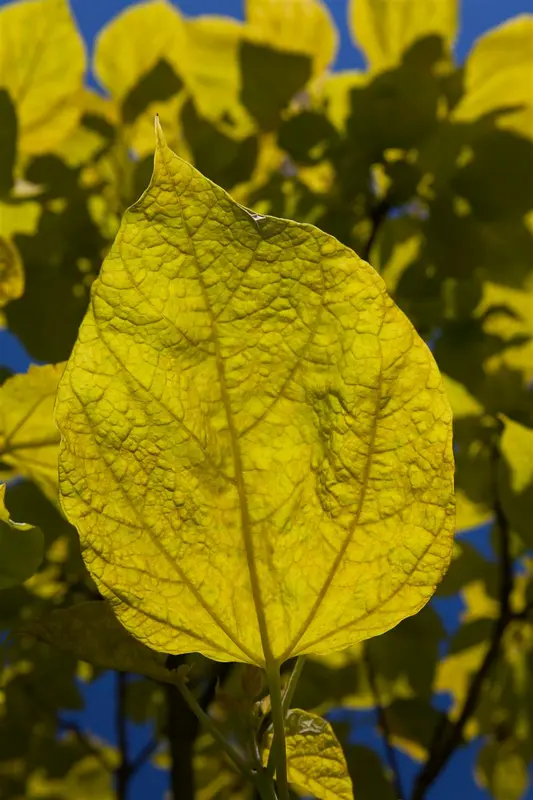 catalpa bign. 'aurea' (300-350 cm) - afbeelding 1