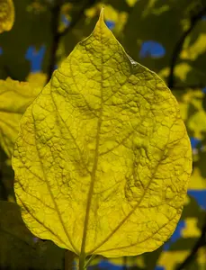 catalpa bign. 'aurea' (300-350 cm) - afbeelding 4