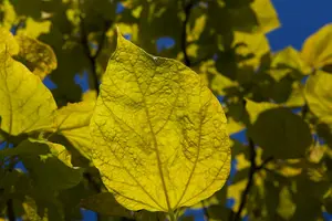 catalpa bign. 'aurea' (300-350 cm) - afbeelding 2