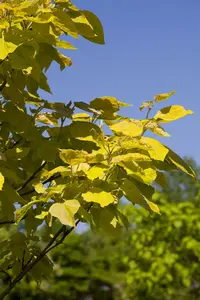 Catalpa bign. 'Aurea' STAM/120 C10 - afbeelding 5