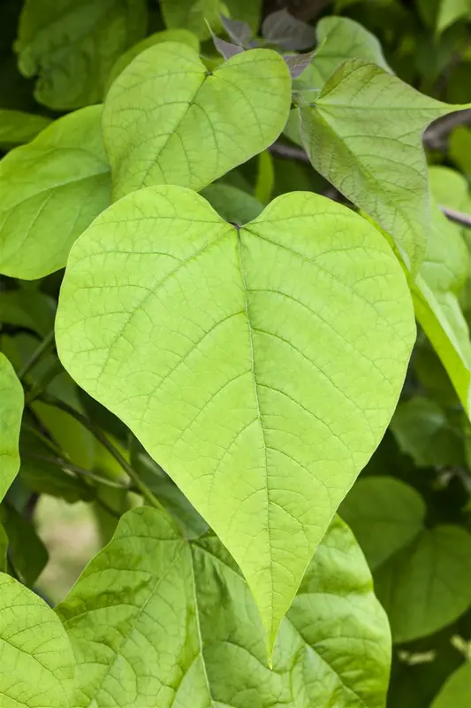 catalpa bign. 'nana' ('bungei') 18/20 - afbeelding 3