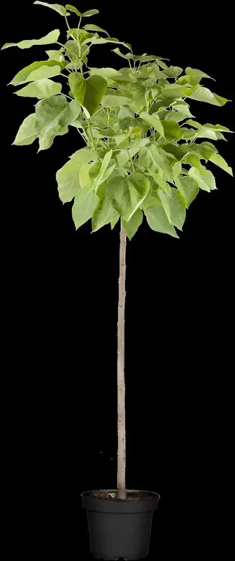 catalpa bign. 'nana' ('bungei') 18/20 - afbeelding 2