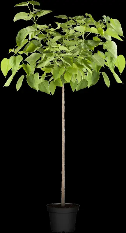 catalpa bign. 'nana' ('bungei') 18/20 - afbeelding 1