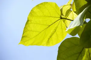 Catalpa bignonioides 250-300   C130 MRST - afbeelding 3