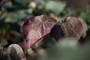 Purpurea - afbeelding 2