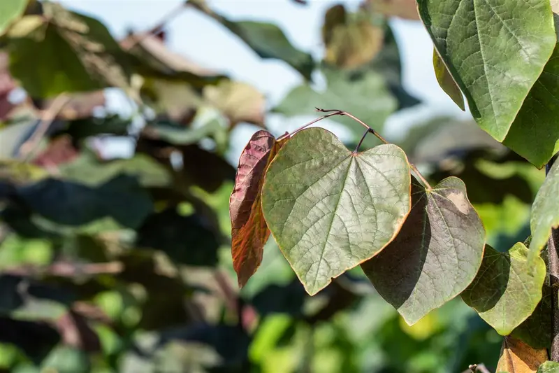 Catalpa erubescens 'Purpurea' 250-300   C110 MRST - afbeelding 2