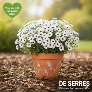 Catananche caerulea 'Alba' P11