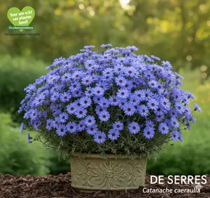 Catananche caerulea P9