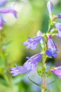 penstemon hybr. 'catherine de la mare' P9 - afbeelding 2