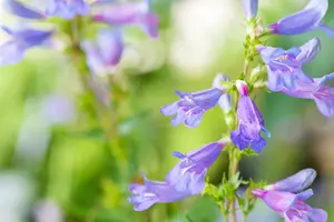 penstemon hybr. 'catherine de la mare' P9 - afbeelding 2