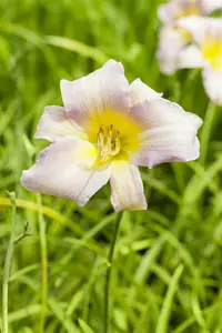 hemerocallis hybr. 'catherine woodbury' P9 - afbeelding 2