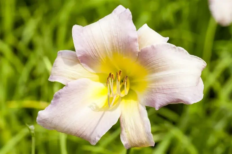 hemerocallis hybr. 'catherine woodbury' P9 - afbeelding 1