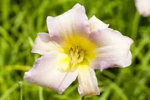 hemerocallis hybr. 'catherine woodbury' P9 - afbeelding 1