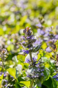 Ajuga rept. 'Catlin's Giant' P9 - afbeelding 4