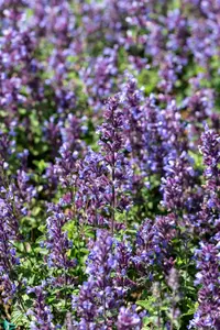 nepeta hybr. 'cat's pajama' P9 - afbeelding 2