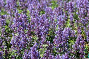 nepeta hybr. 'cat's pajama' P9 - afbeelding 2