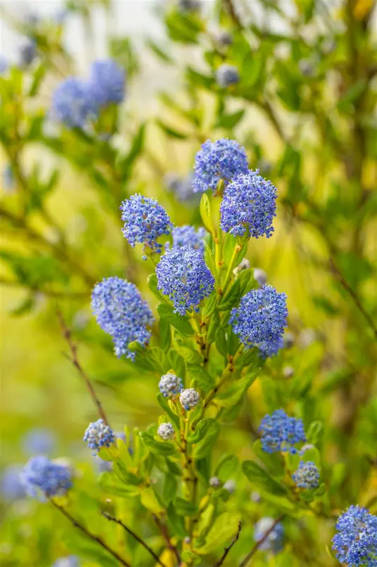 Ceanothus impr. 'Victoria' 60- 80   C10 PYR - afbeelding 2