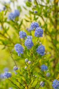 Ceanothus impr. 'Victoria' 60- 80   C10 PYR - afbeelding 2