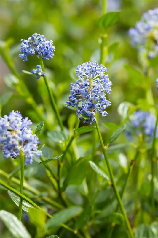 Ceanothus impr. 'Victoria' 60- 80   C10 PYR - afbeelding 4