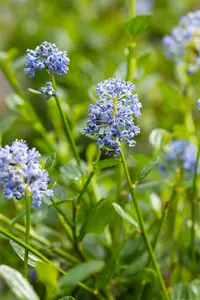 Ceanothus impr. 'Victoria' 60- 80   C10 PYR - afbeelding 4