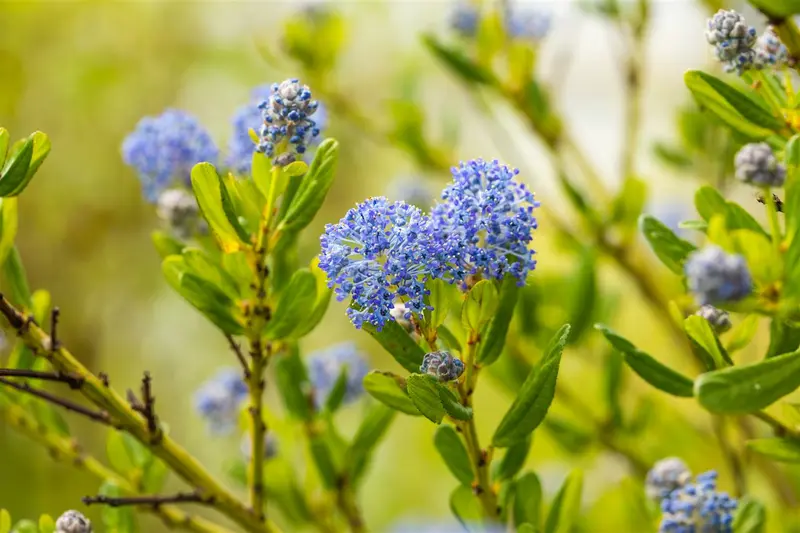 Ceanothus impr. 'Victoria' 60- 80   C10 PYR - afbeelding 3