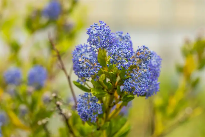 Ceanothus impr. 'Victoria' 60- 80   C10 PYR - afbeelding 1
