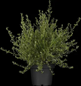 ceanothus impr. 'victoria' (80-100 cm) - afbeelding 5