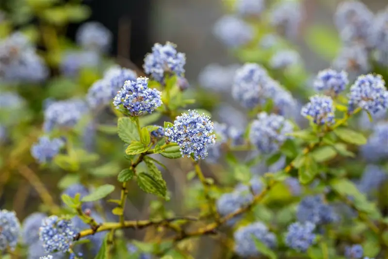 thyrsiflorus var. repens - afbeelding 2