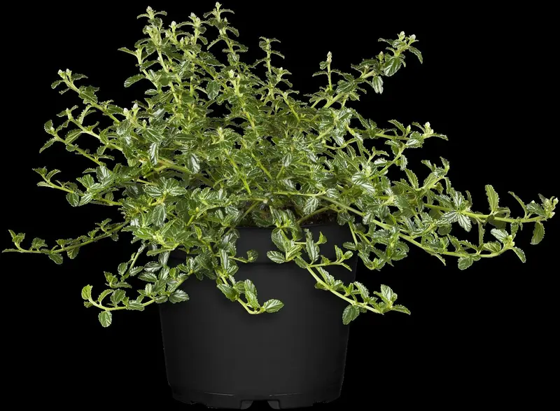 thyrsiflorus var. repens - afbeelding 1