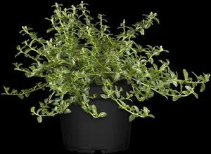 thyrsiflorus var. repens - afbeelding 1