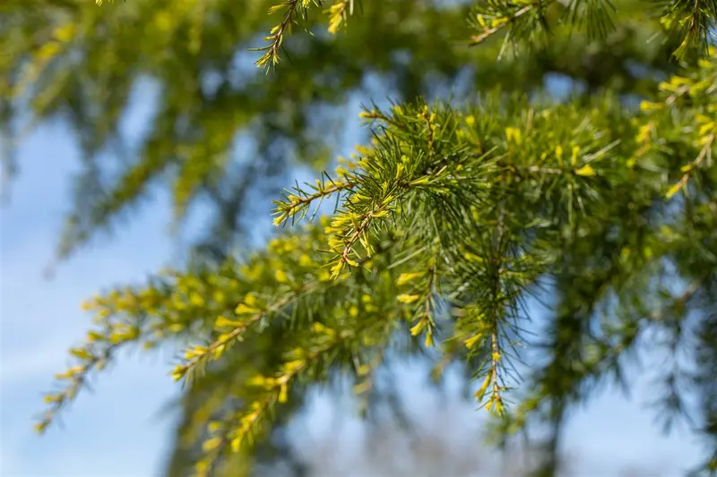 Cedrus deod. 'Aurea' 125-150   C18 - afbeelding 2