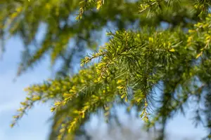 Cedrus deod. 'Aurea' 125-150   C18 - afbeelding 2