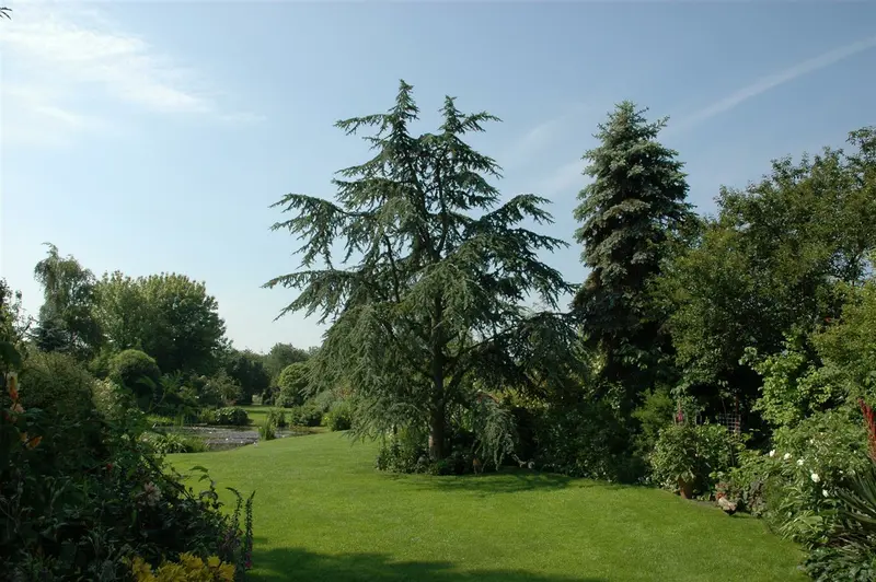 Cedrus deod. 'Aurea' 125-150   C18 - afbeelding 1