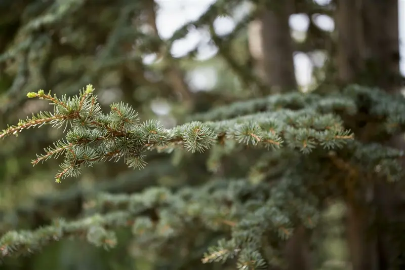 Cedrus deodara 12/14 HO C - afbeelding 2