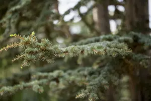 Cedrus deodara 12/14 HO C - afbeelding 2