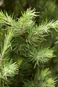 cedrus deodara (125-150 cm) - afbeelding 5