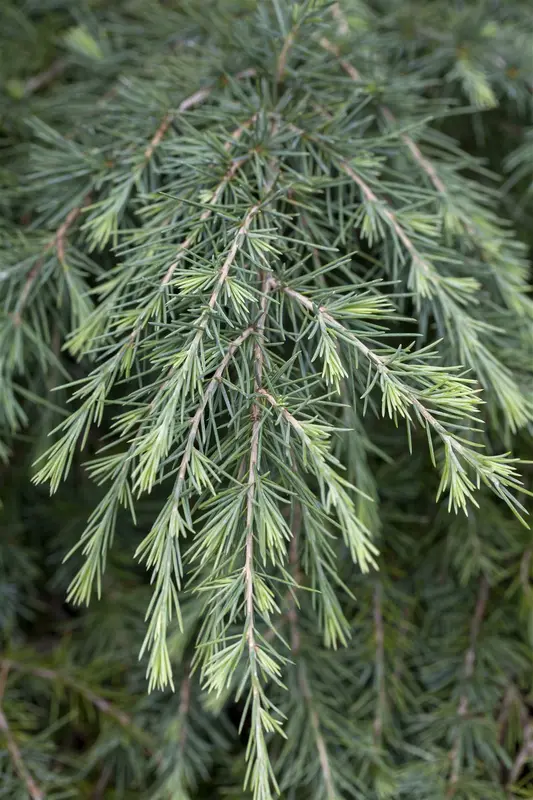 cedrus deodara (125-150 cm) - afbeelding 5
