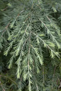 cedrus deodara (125-150 cm) - afbeelding 5