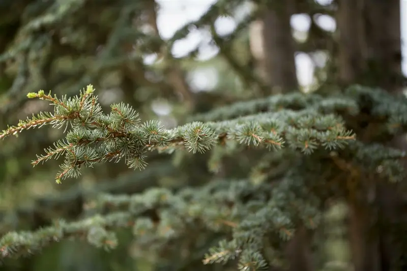 cedrus deodara (125-150 cm) - afbeelding 2