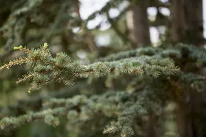 cedrus deodara (125-150 cm) - afbeelding 2