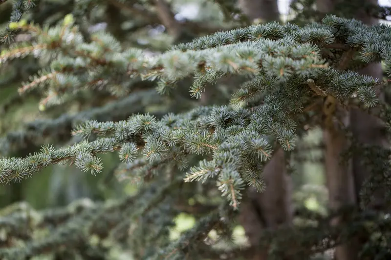 cedrus deodara (125-150 cm) - afbeelding 3