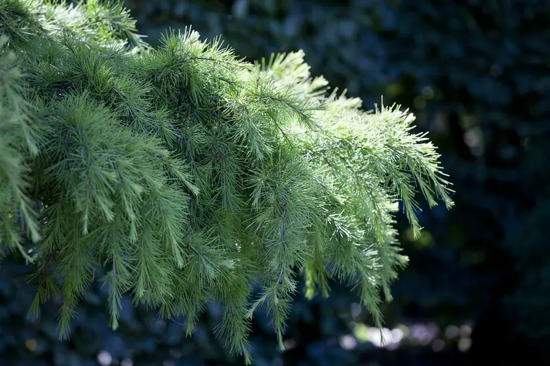 cedrus deodara (125-150 cm) - afbeelding 4