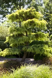 Cedrus lib. 'Atlantica' 100-125   C18 - afbeelding 2