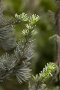 Cedrus lib. 'Atlantica' 125-150 C25