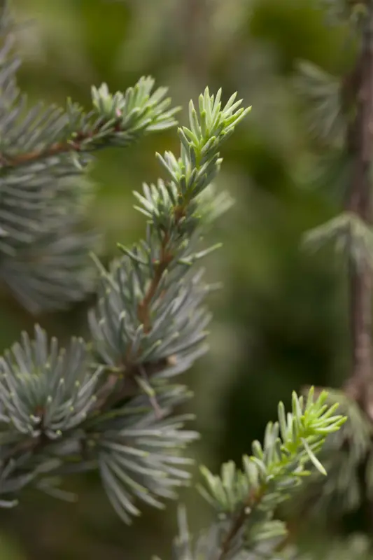 Cedrus lib. 'Atlantica' 175-200   C35 - afbeelding 1